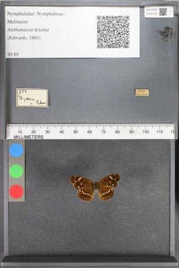 Media type: image;   Entomology 91426